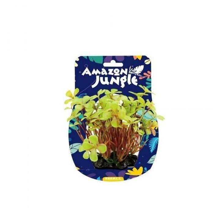 Amazon Jungle 4 Leaf Clover Display 10-12cm Aquatic Supplies Australia