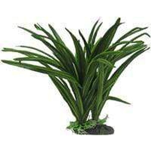 Amazon Jungle African Sword Plant Aquatic Supplies Australia