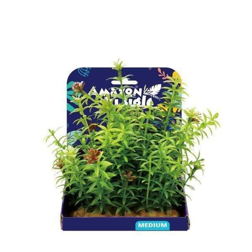 Amazon Jungle Anacharis Display 15cm Aquatic Supplies Australia