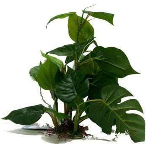 Amazon Jungle Anubias Large Aquatic Supplies Australia