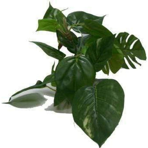 Amazon Jungle Anubias Medium Aquatic Supplies Australia