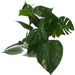 Amazon Jungle Anubias Medium Aquatic Supplies Australia