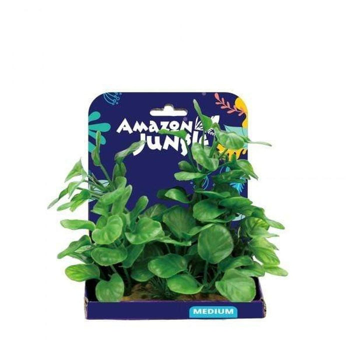 Amazon Jungle Anubius Display 15cm Aquatic Supplies Australia