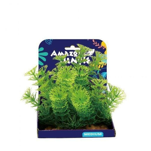 Amazon Jungle Cabomba Display 15cm Aquatic Supplies Australia