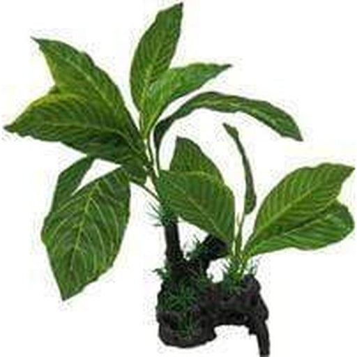 Amazon Jungle Giant Lemon Tree Aquatic Supplies Australia