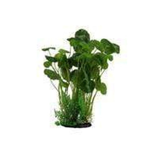 Amazon Jungle Giant Pennywort Bush Aquatic Supplies Australia