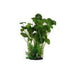 Amazon Jungle Giant Pennywort Bush Aquatic Supplies Australia