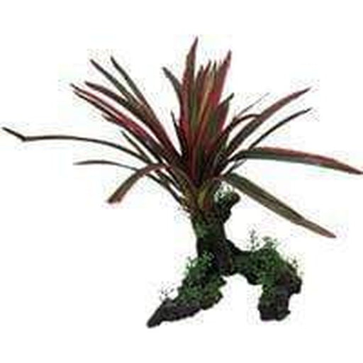 Amazon Jungle Giant Red & Green Spinifex Aquatic Supplies Australia