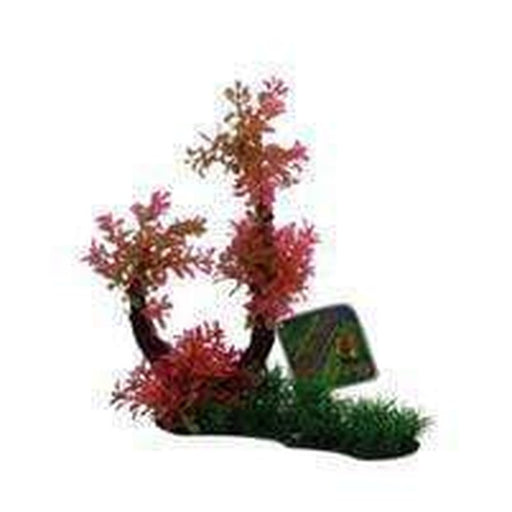 Amazon Jungle Hygro Tree Branch Red Aquatic Supplies Australia