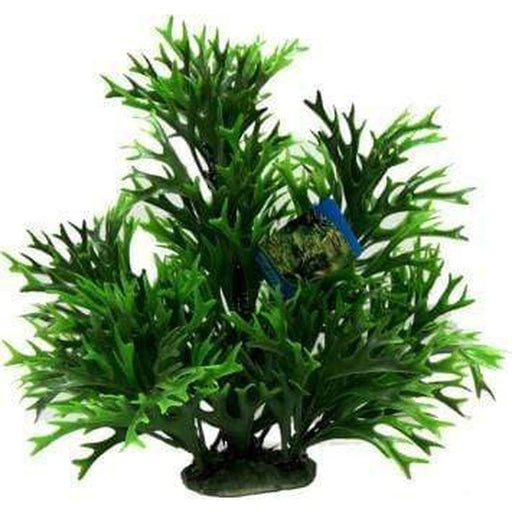 Amazon Jungle Kelp Tree Aquatic Supplies Australia