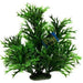 Amazon Jungle Kelp Tree Aquatic Supplies Australia