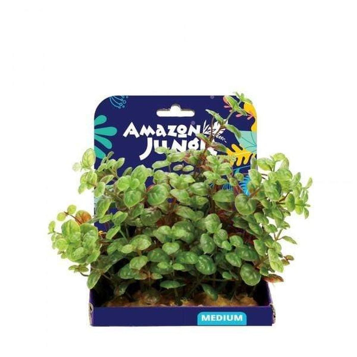 Amazon Jungle Ludwigia Display 15cm Aquatic Supplies Australia