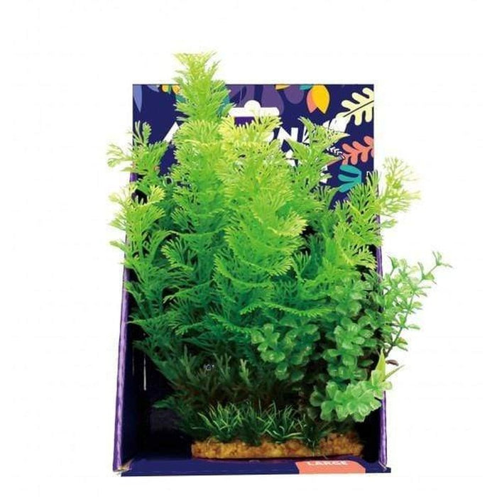 Amazon Jungle Mixed Cabomba Display 20cm Aquatic Supplies Australia