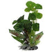 Amazon Jungle Pennywort/Flame Spathiophylym Aquatic Supplies Australia