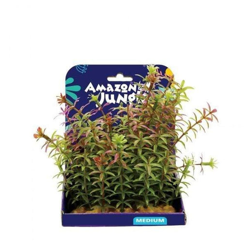 Amazon Jungle Red Anacharis Display 15cm Aquatic Supplies Australia