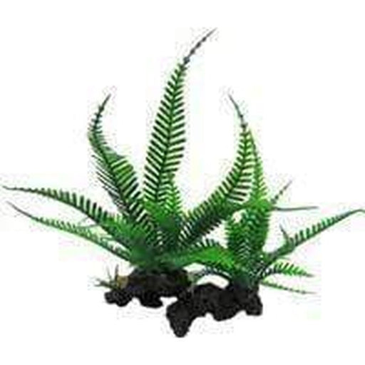 Amazon Jungle Twin Lace Fern Aquatic Supplies Australia