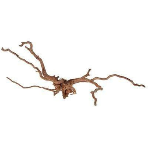 Aqua Natural Gold Vine Aquatic Supplies Australia