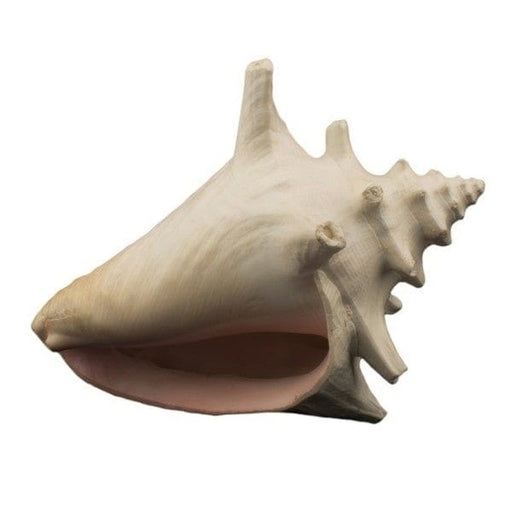 Bioscape Milk Conch Shell 15cm Aquatic Supplies Australia