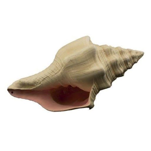 Bioscape Murex Shell 17.5cm Aquatic Supplies Australia