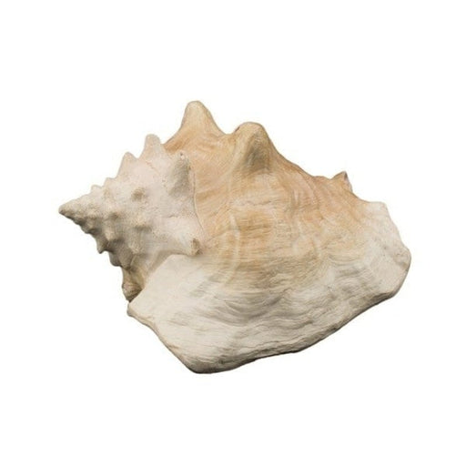 Bioscape Queen Conch Shell 22 cm Aquatic Supplies Australia