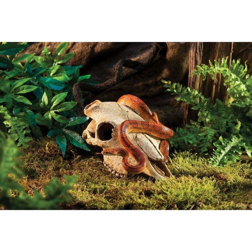 Exo Terra Buffalo Skull Hiding Place Medium Aquatic Supplies Australia