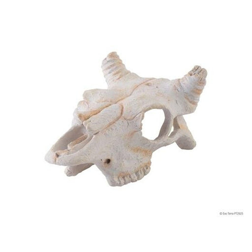 Exo Terra Buffalo Skull Small Aquatic Supplies Australia