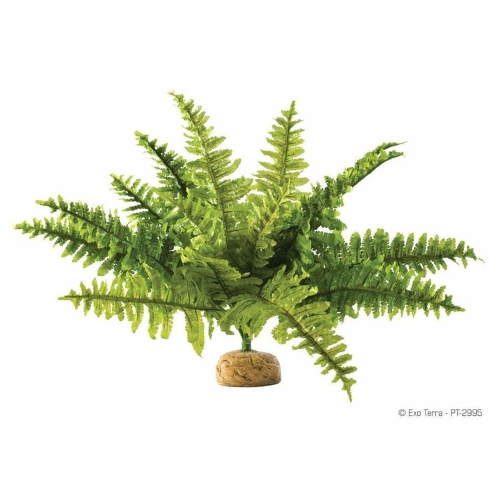 Exo Terra Rainforest Ground Plant Boston Fern Medium (40cm wide) Aquatic Supplies Australia