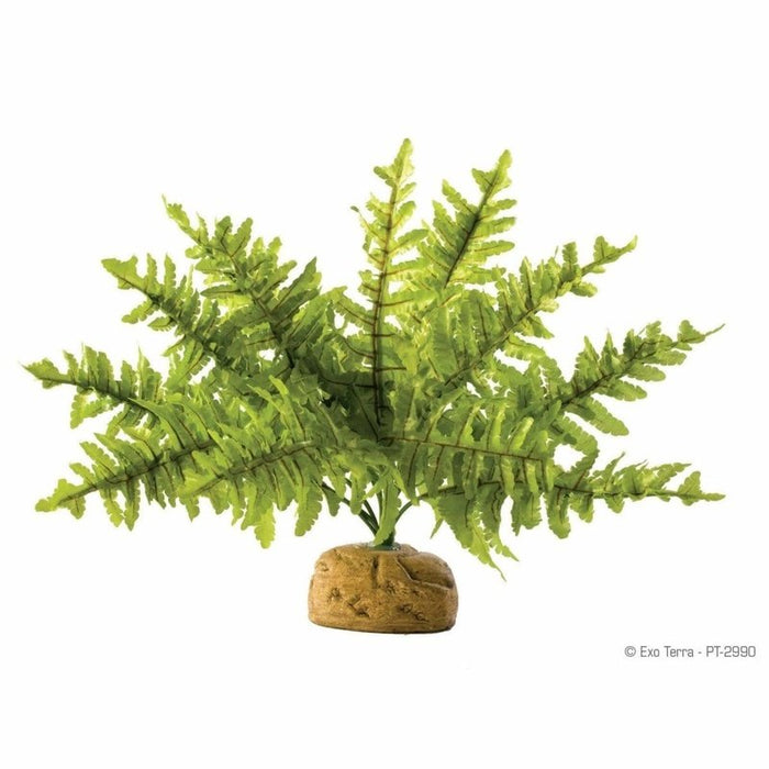 Exo Terra Rainforest Ground Plant Boston Fern Small (25cm wide) Aquatic Supplies Australia