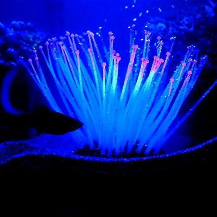 Glow in the Dark Pink Tipped Anemone Aquatic Supplies Australia