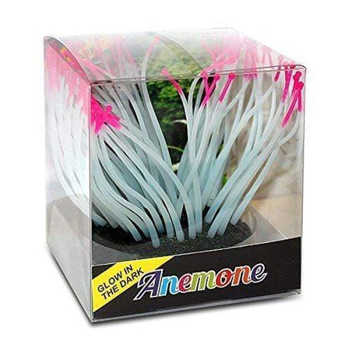 Glow in the Dark Pink Tipped Anemone Aquatic Supplies Australia