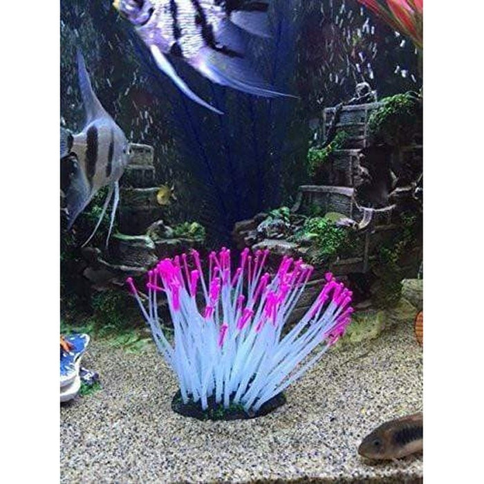 Glow in the Dark Pink Tipped Anemone Aquatic Supplies Australia