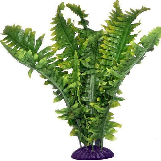 Komodo Boston Fern 25cm Aquatic Supplies Australia