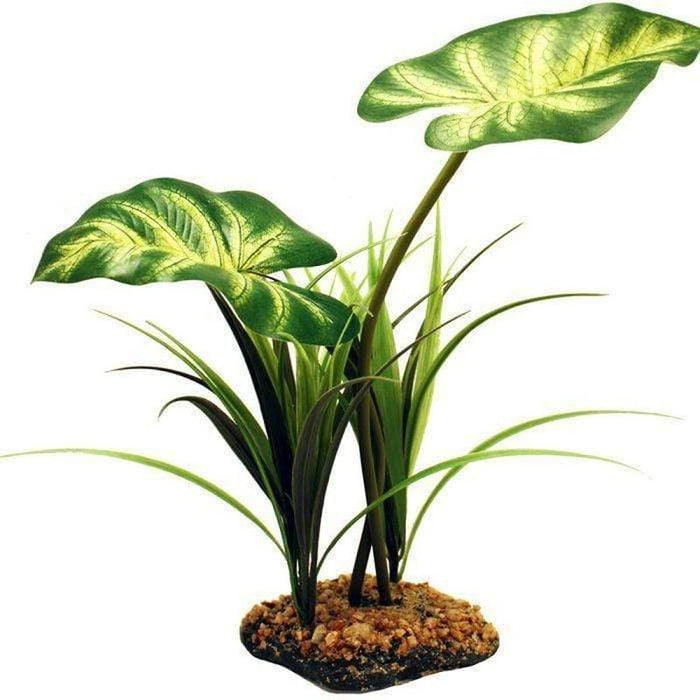 Komodo Broadleaf Canopy Plant 26cm Aquatic Supplies Australia