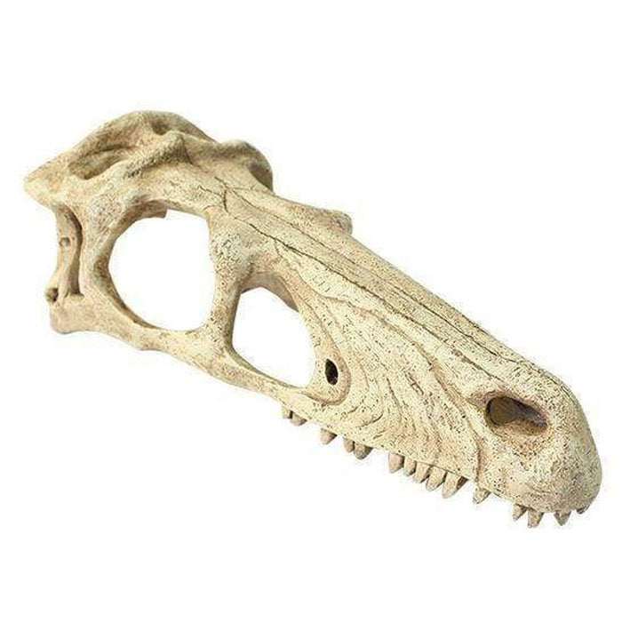 Komodo Raptor Skull Aquatic Supplies Australia