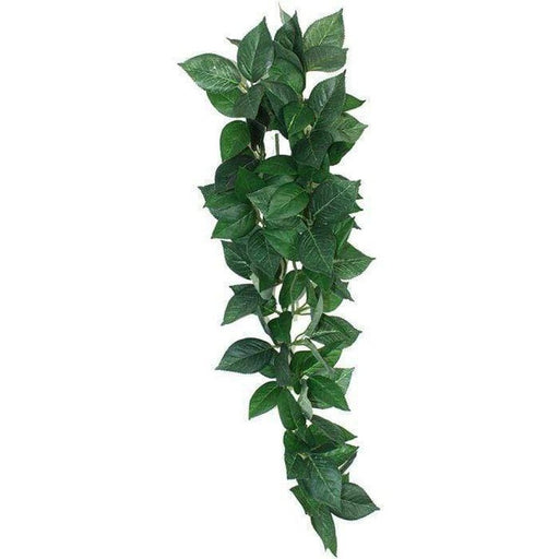 Komodo Sumatra Hanging Vine Aquatic Supplies Australia